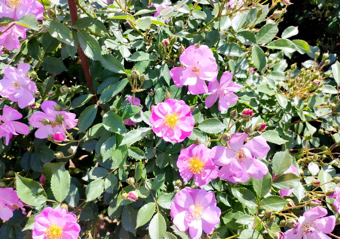 IMG20240511095957.jpg