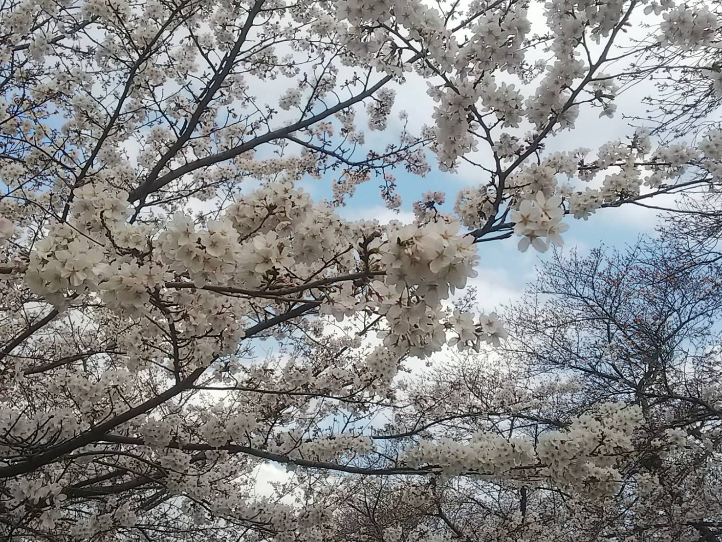 2023年桜（緑地公園）3.jpg