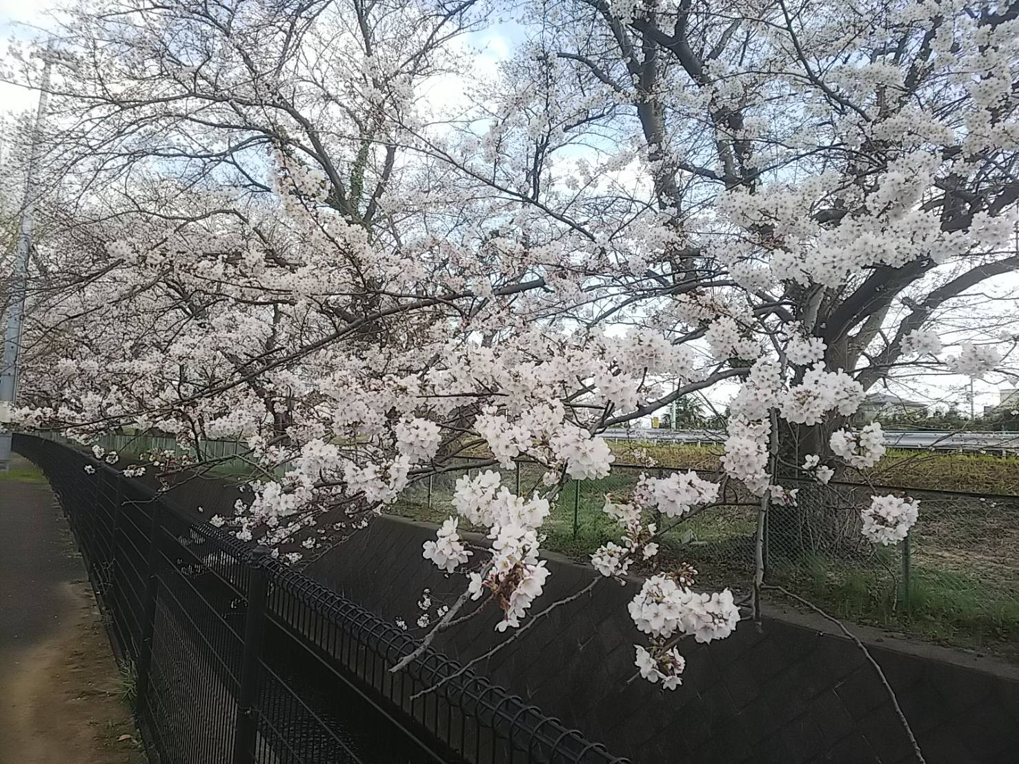 2023年桜（緑地公園）7.jpg