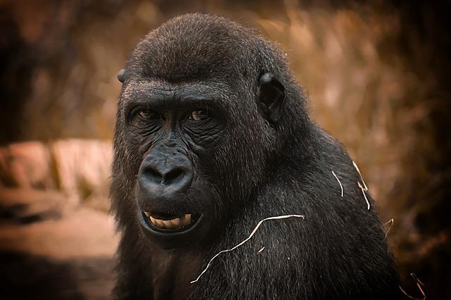 gorilla-g6a64071e7_640.jpg