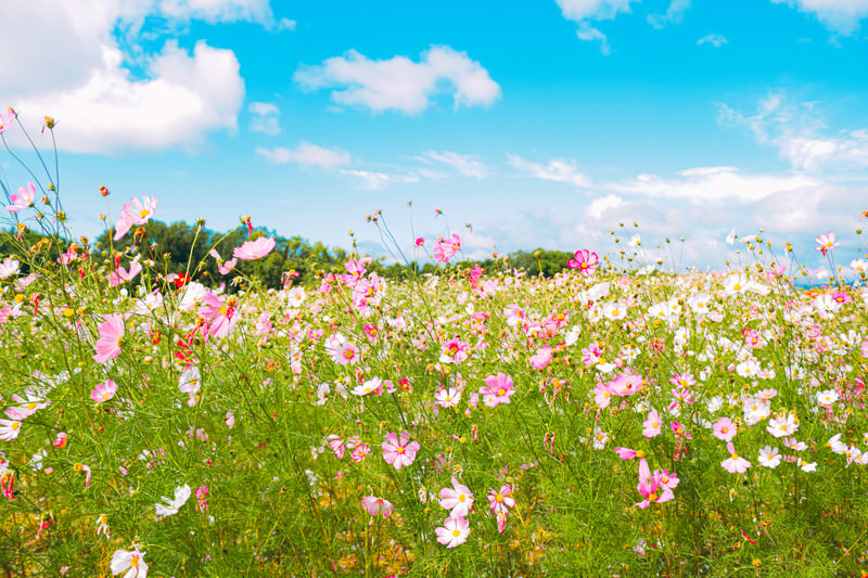 コスモス.jpg