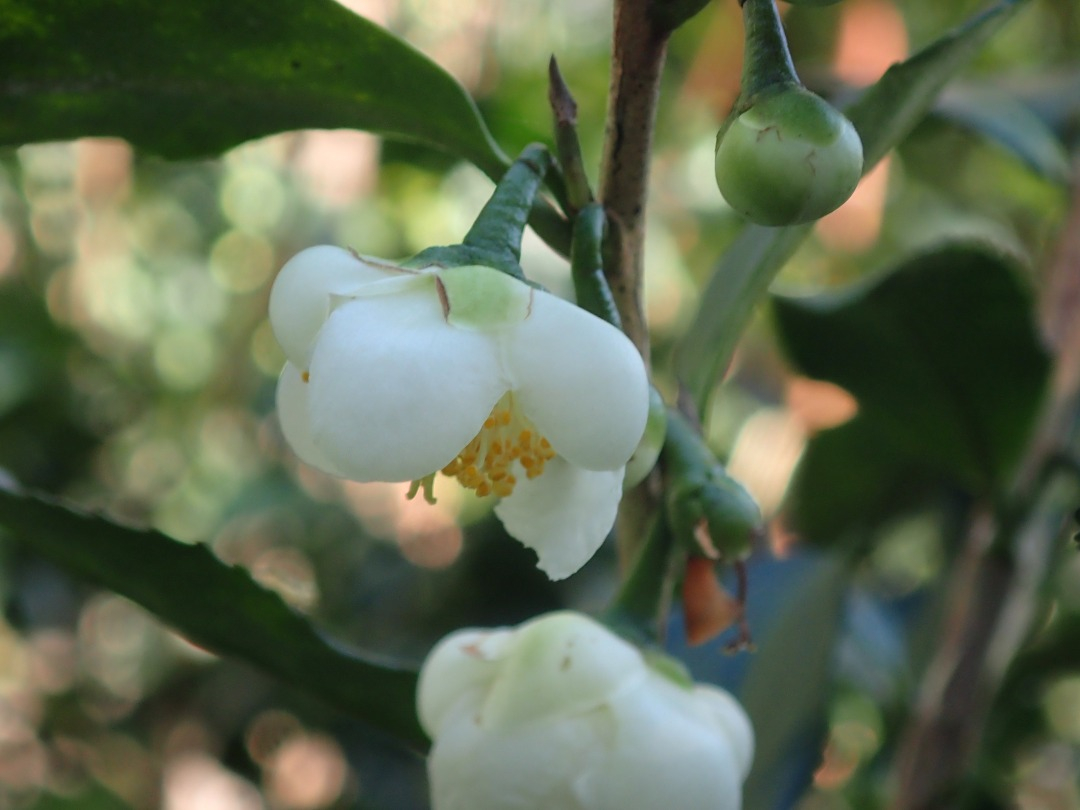 PA100453.JPG