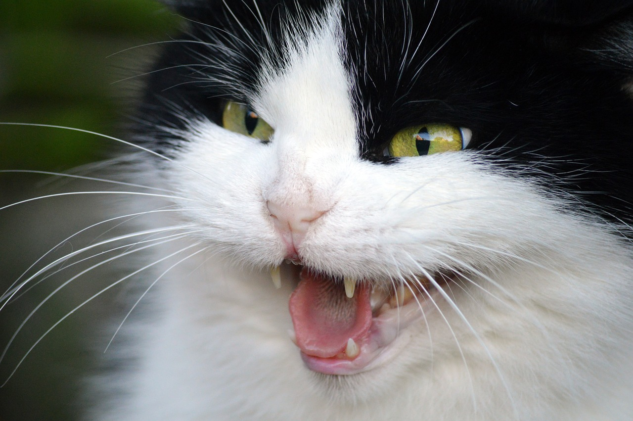 cat-7511712_1280.jpg