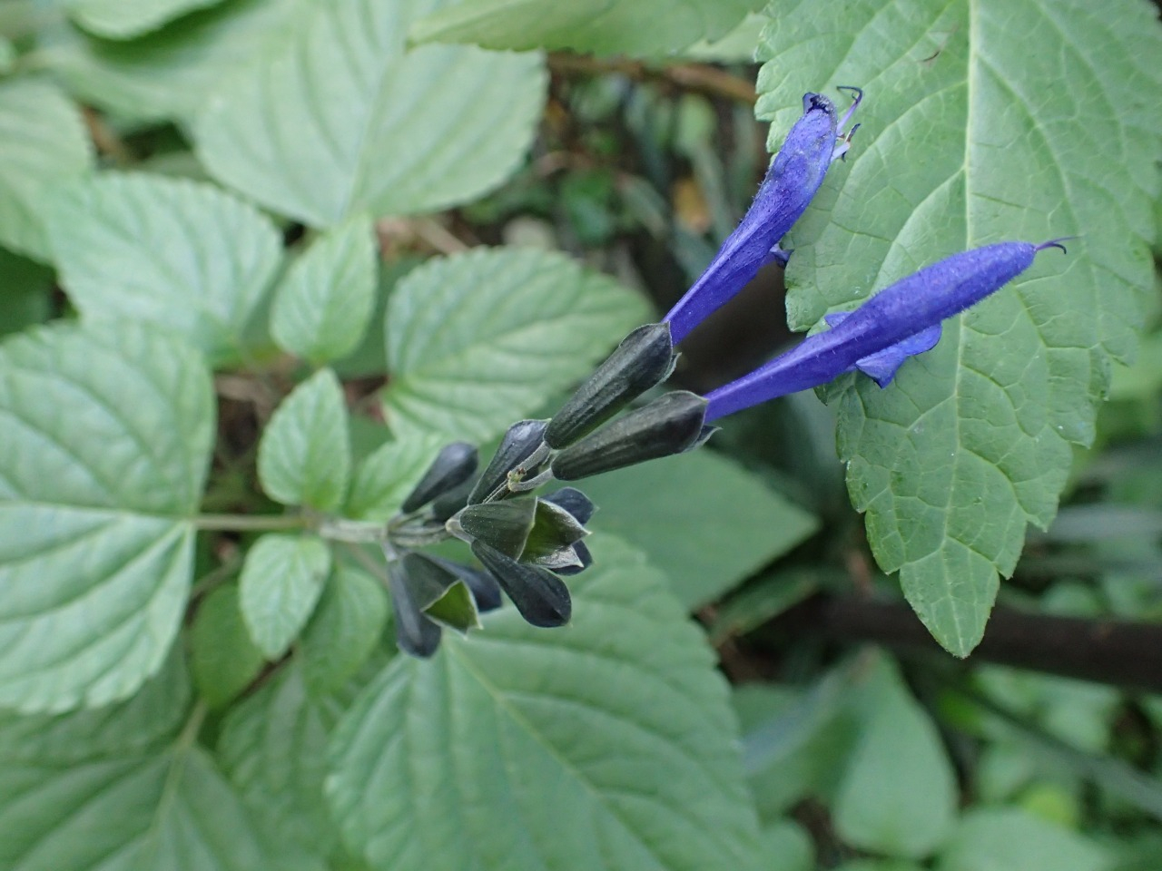 PB080818.JPG