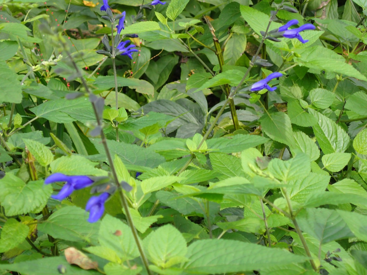 PA120791.JPG