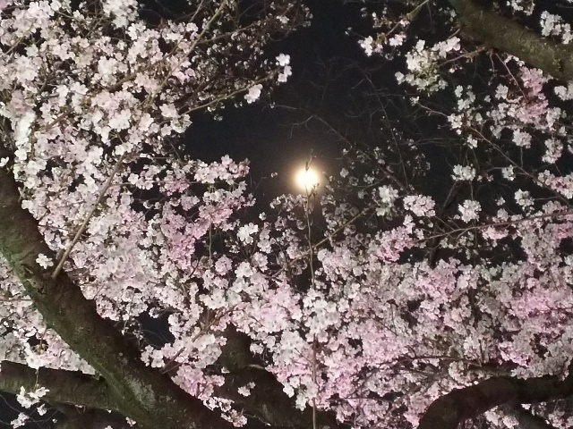 2026年の桜・夜桜4.JPG