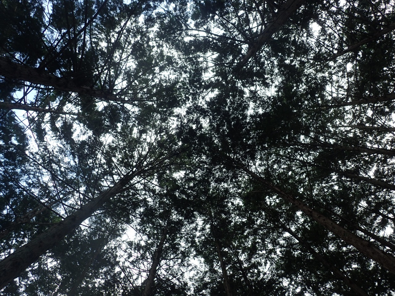 P7220602.JPG