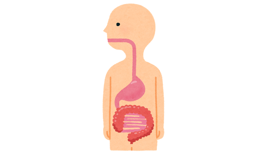 食道・胃・腸のイラスト（人体）.png