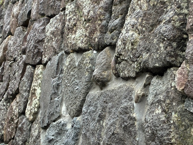 IMG_9500.jpeg