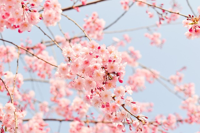shell_ghostcage-cherry-blossom-tree-1225186_640.jpg