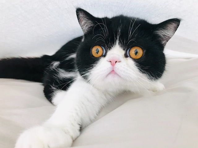 lingda-kong-PGuigH_RUQw-unsplash.jpg
