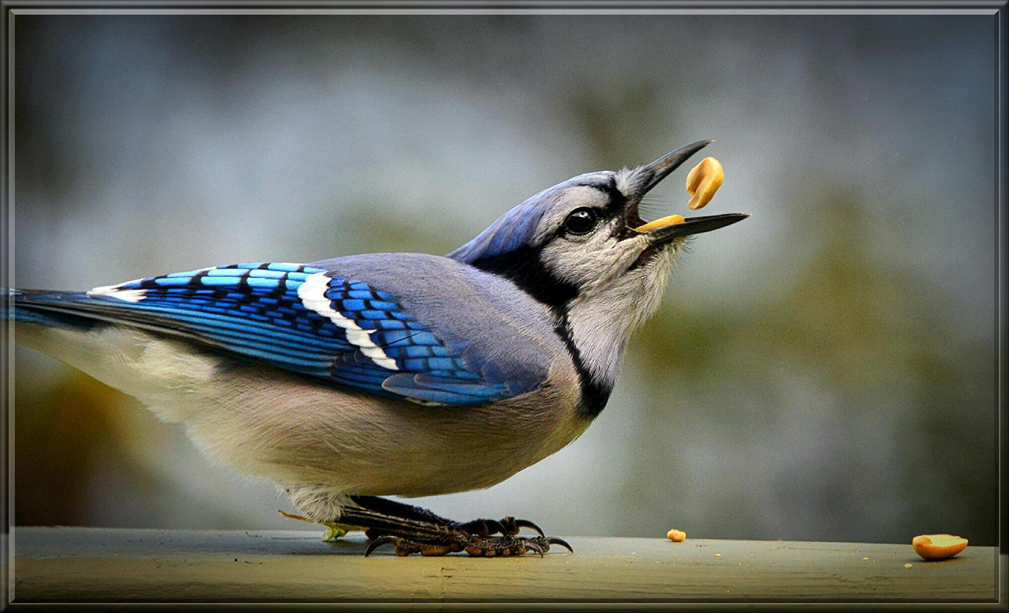 blue-jay-6670703.jpg