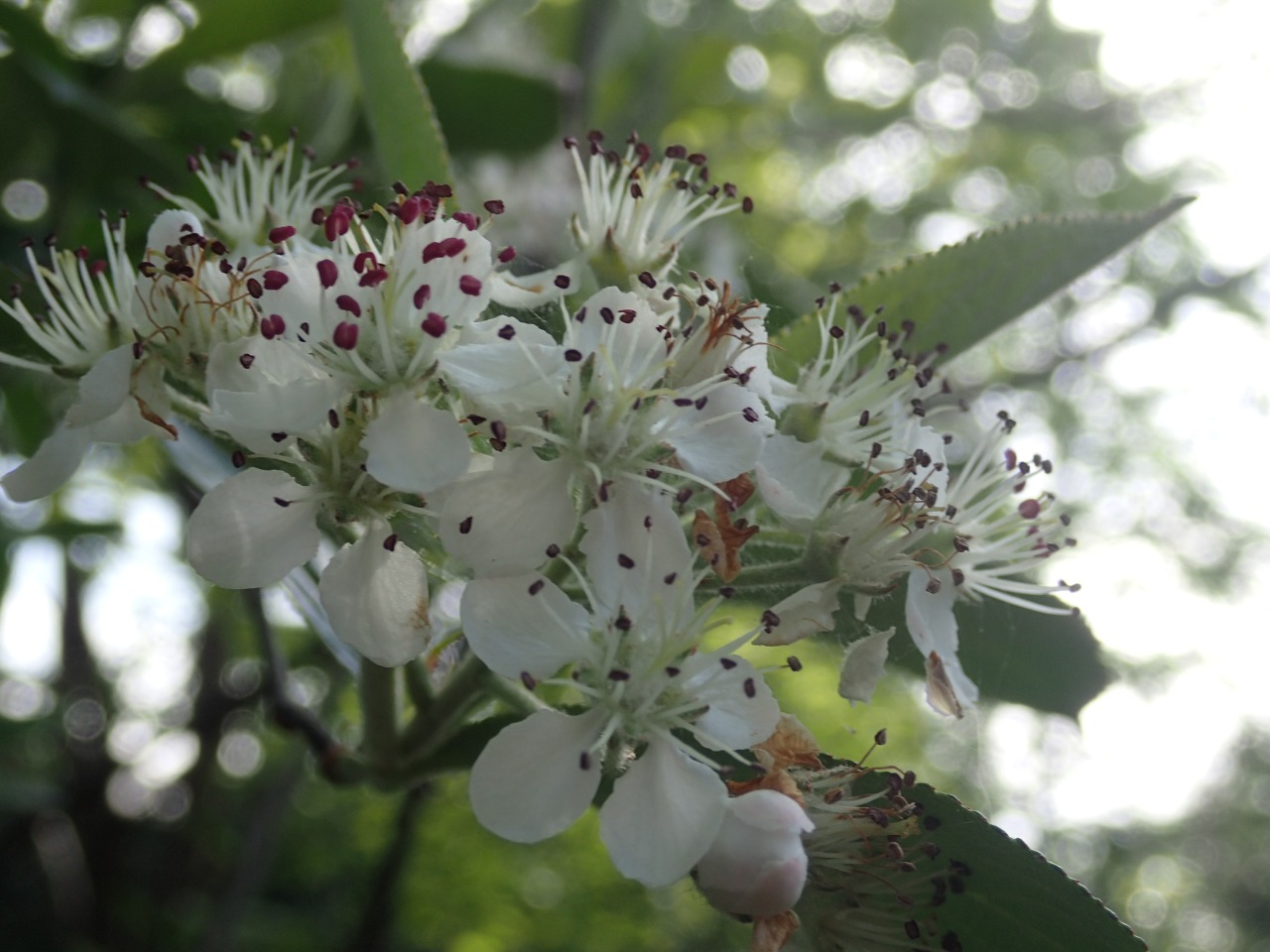 P4190346.JPG