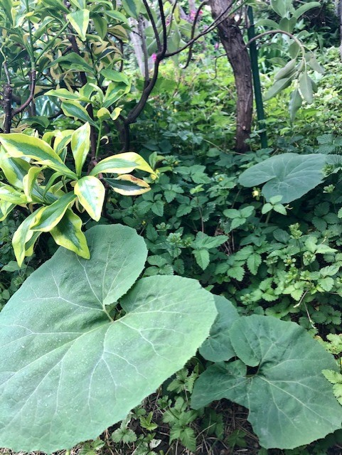 thumbnail_IMG_8990.jpg