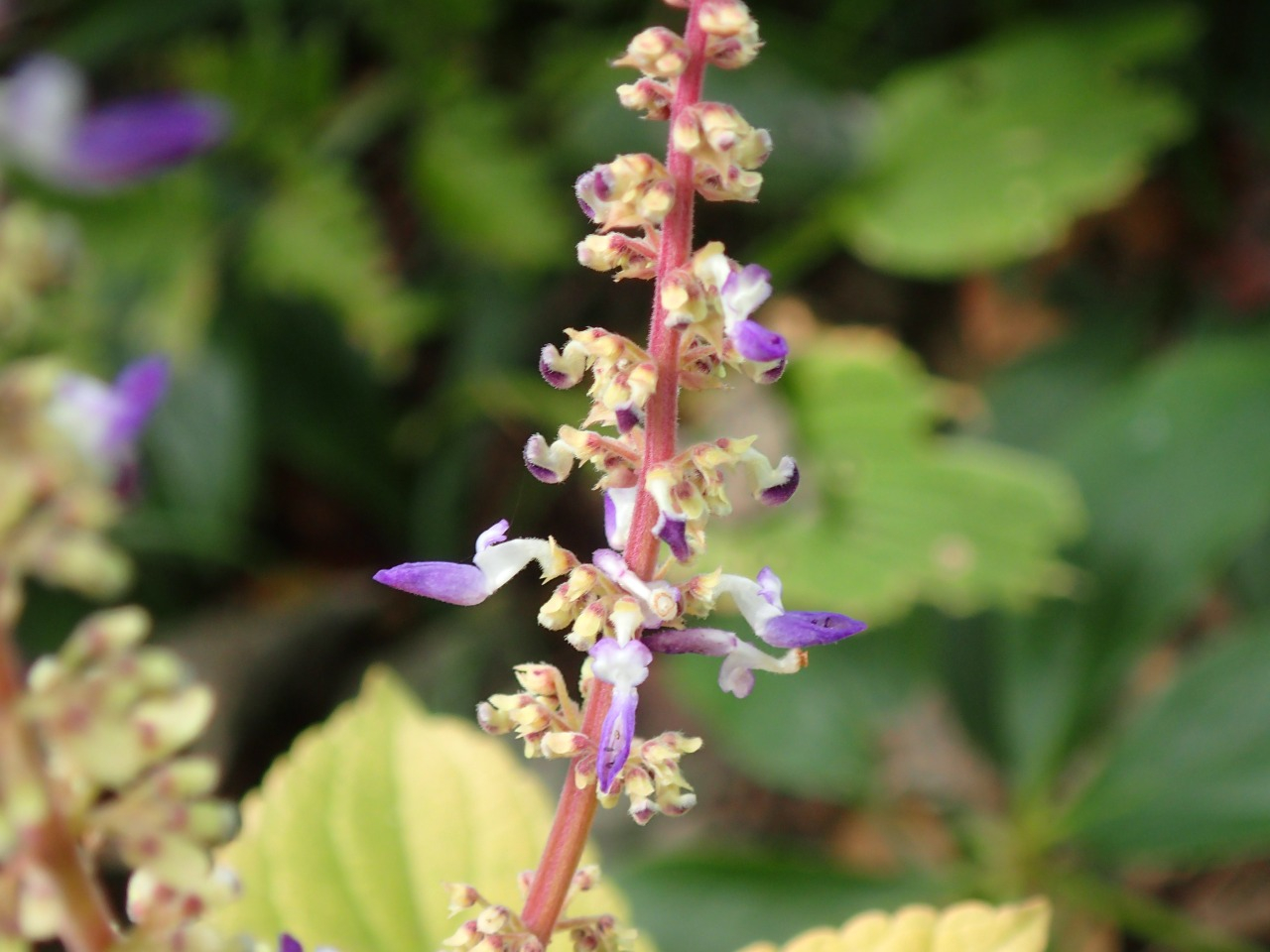 PA120732.JPG