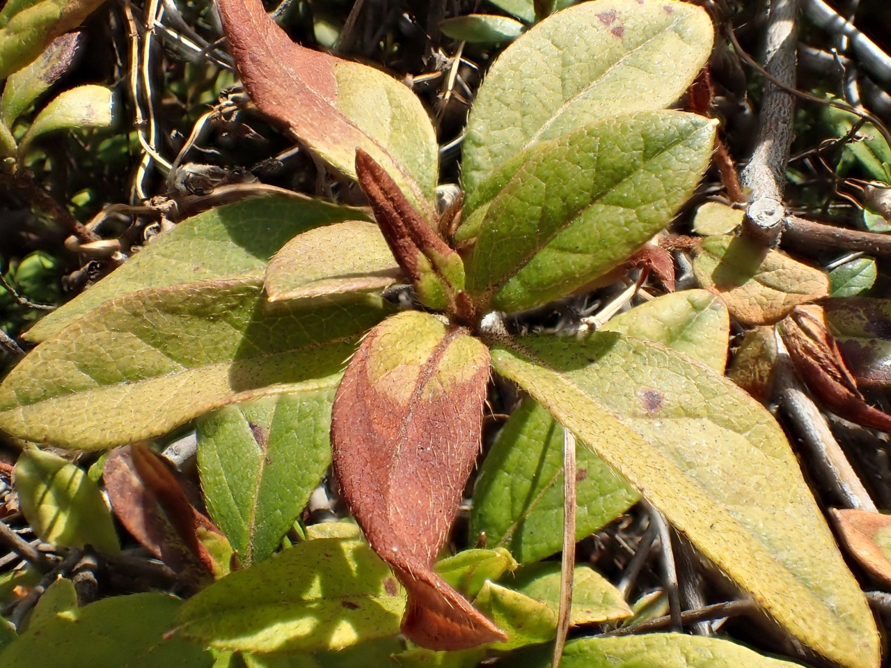 P2120057.JPG