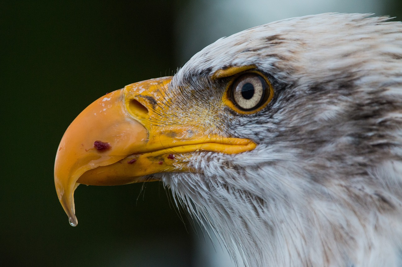 bald-eagle-1728739_1280.jpg
