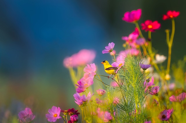 flowers-1835619_640.jpg
