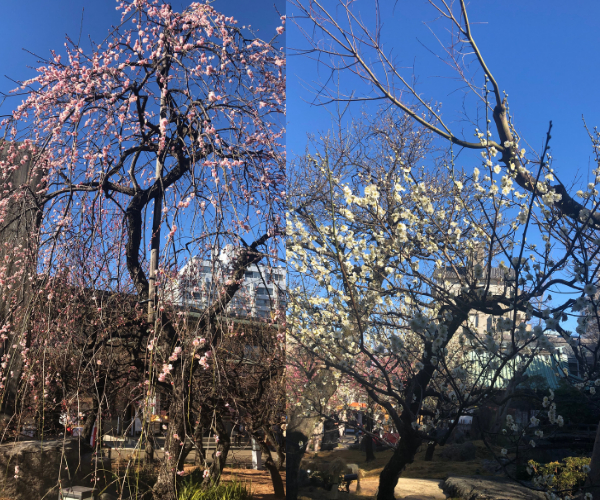 名称未設定のデザイン (68).png