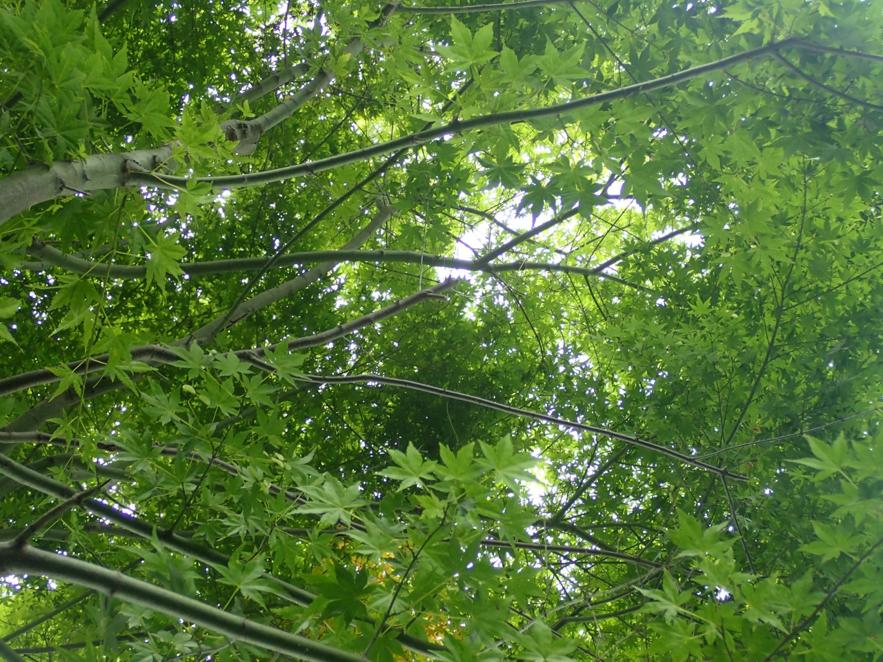 P6100440.JPG