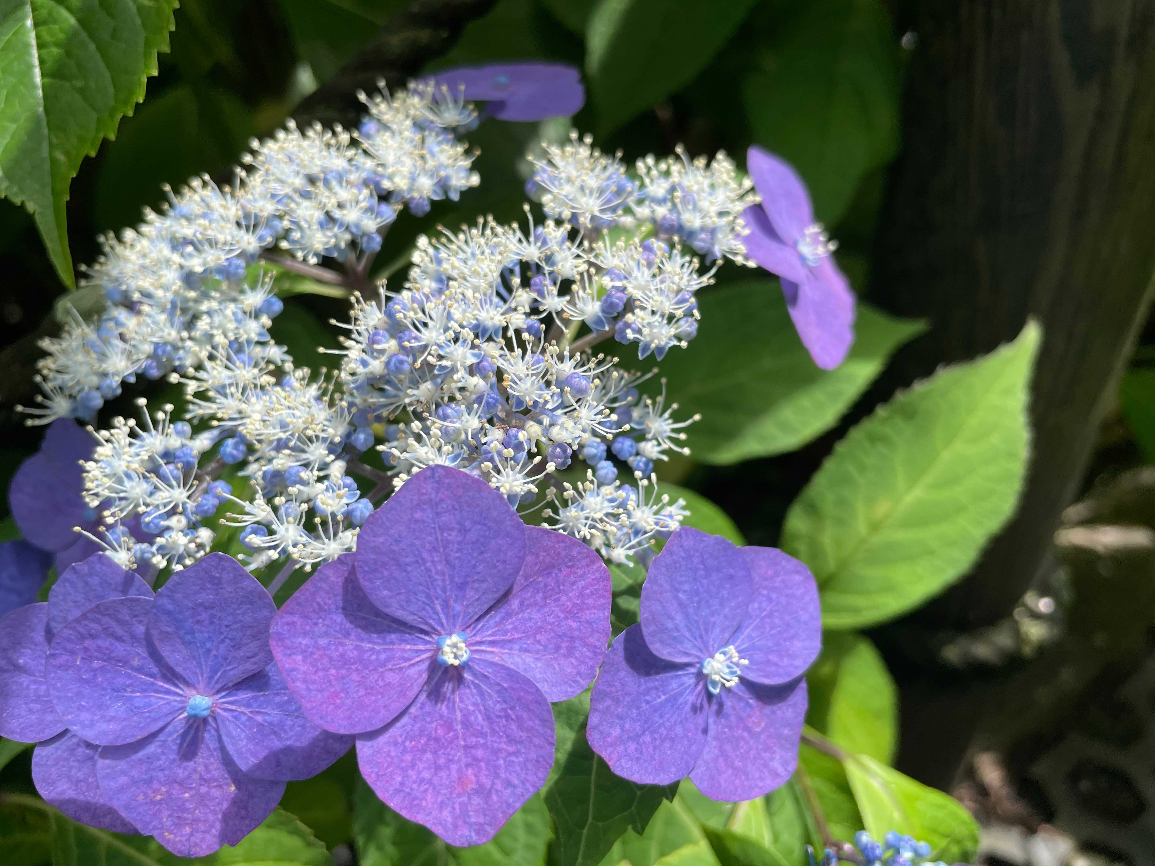 937546A9-F39E-4109-8B42-131EFE7EF8DF.jpeg