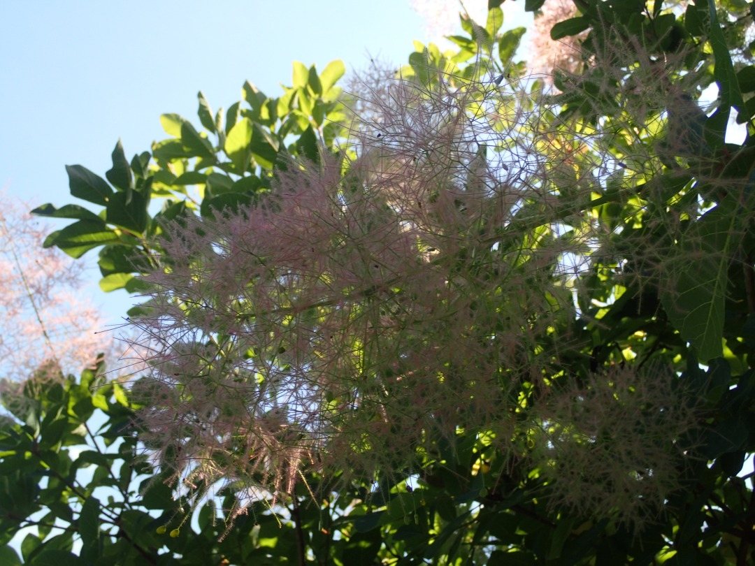 P5310056.JPG