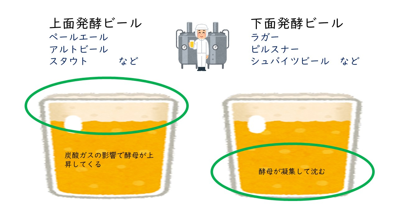 ビール発酵形式.jpg