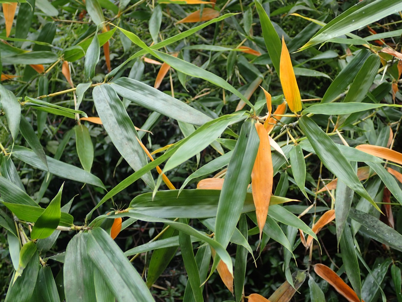 PA290338.JPG