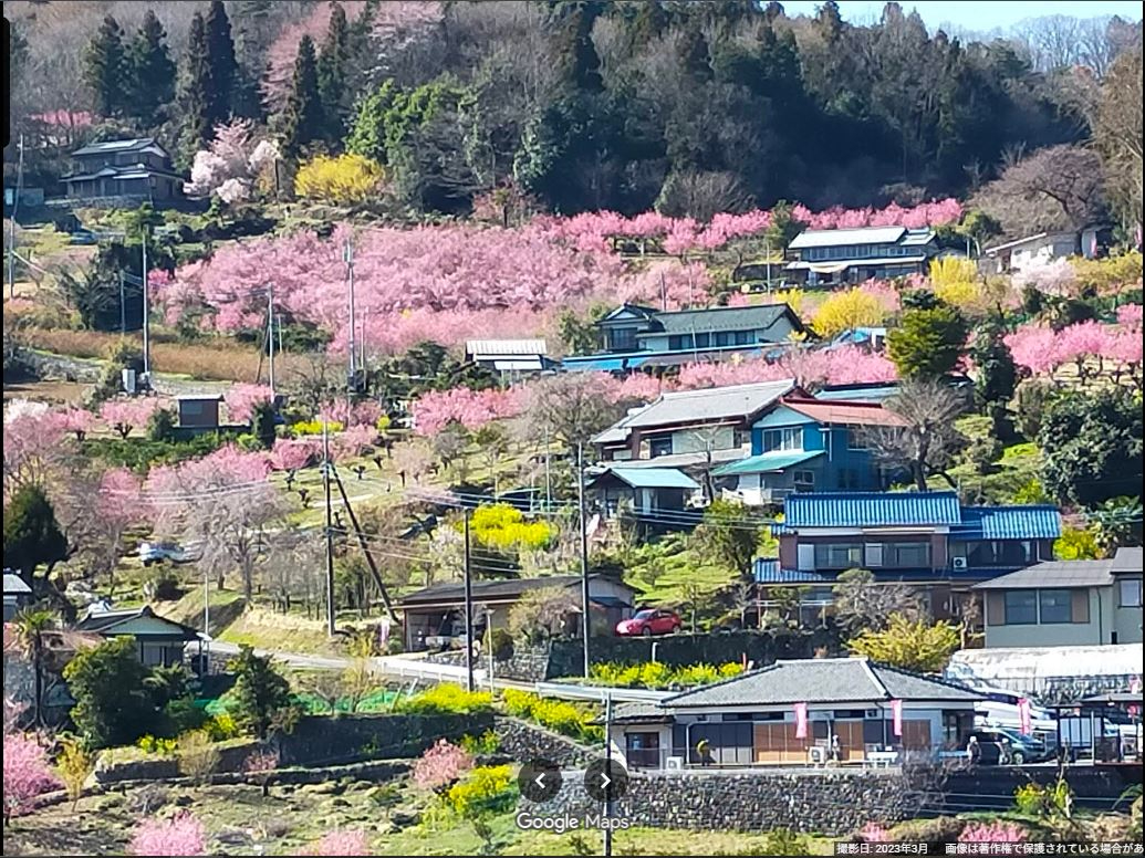 花桃の里-18.JPG