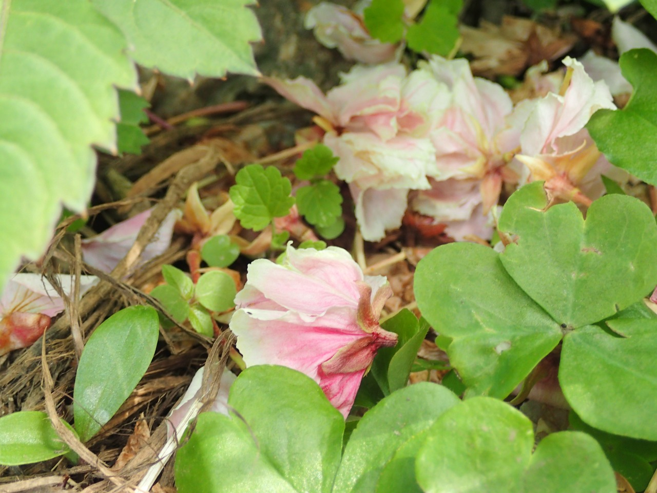 P4250891.JPG