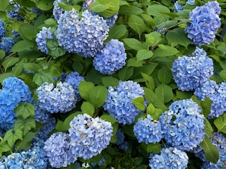 紫陽花.jpg