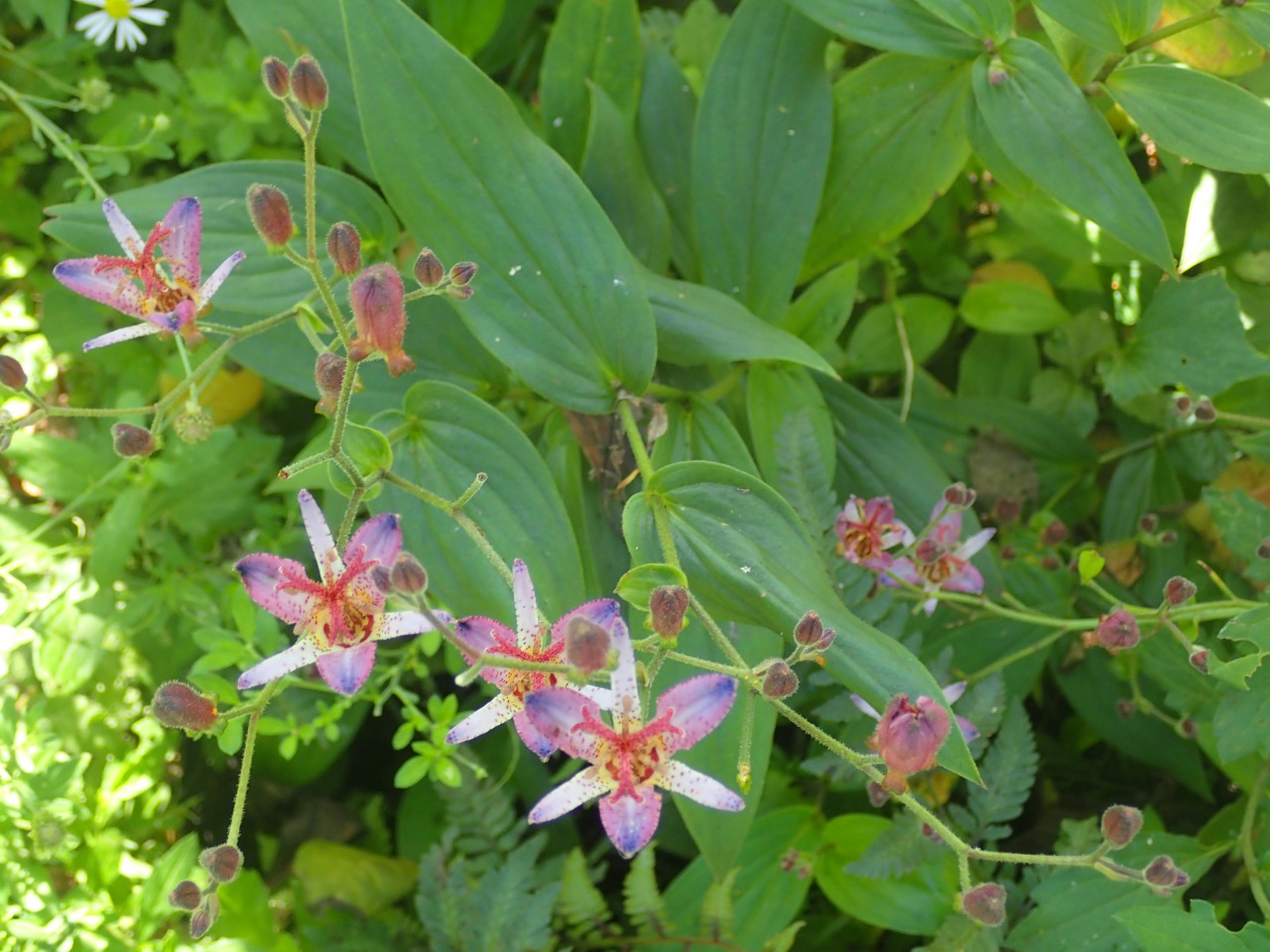 PA120668.JPG