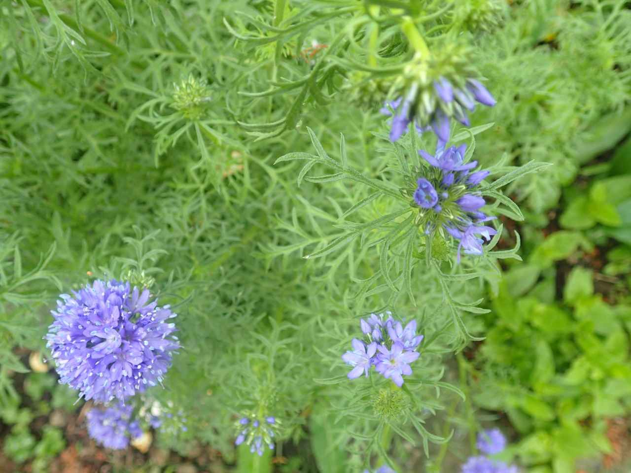 P5141184.JPG