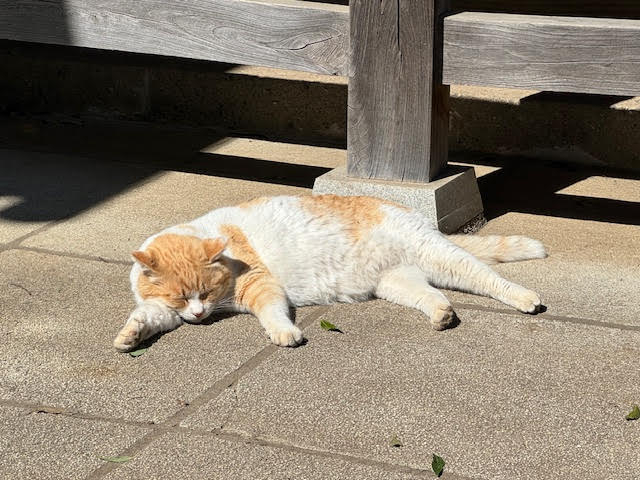猫.jpg