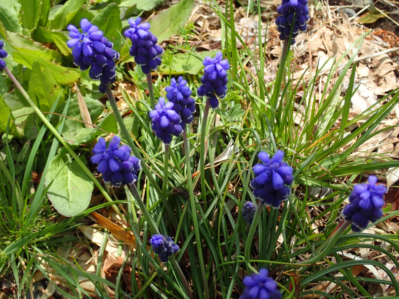 P3300559.JPG