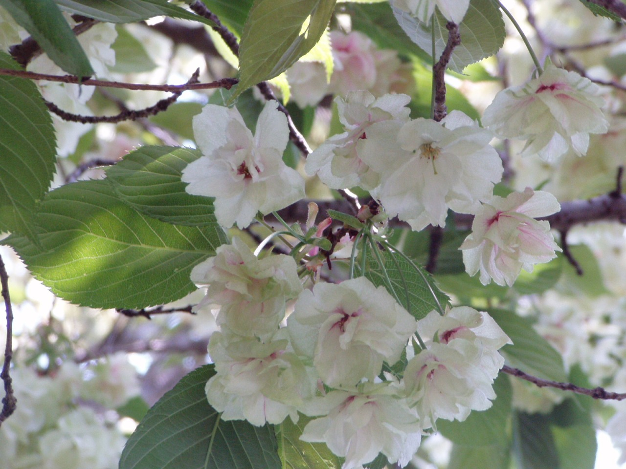 P1010004-s.JPG