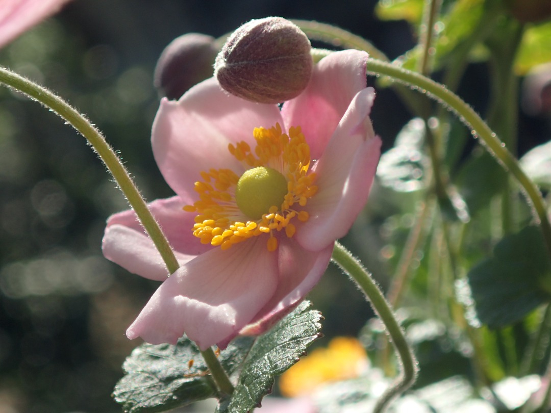 PA100386.JPG