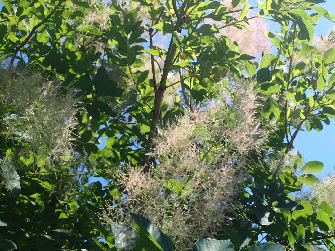 P5310065.JPG