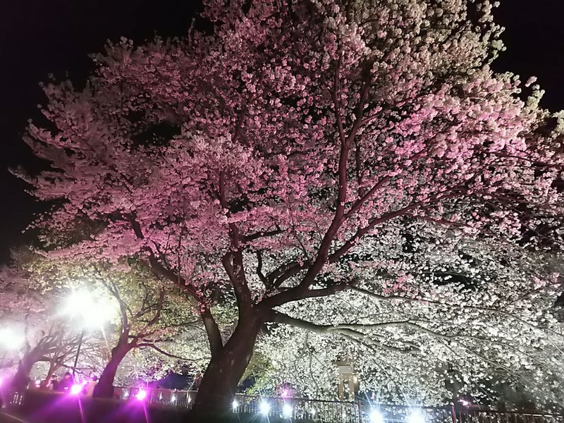2025年の桜12.jpg