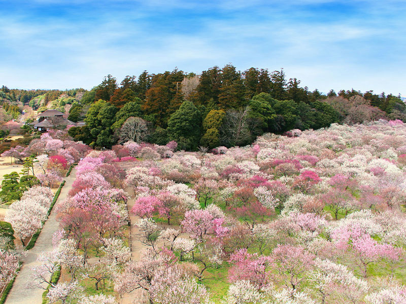umematuri.jpg