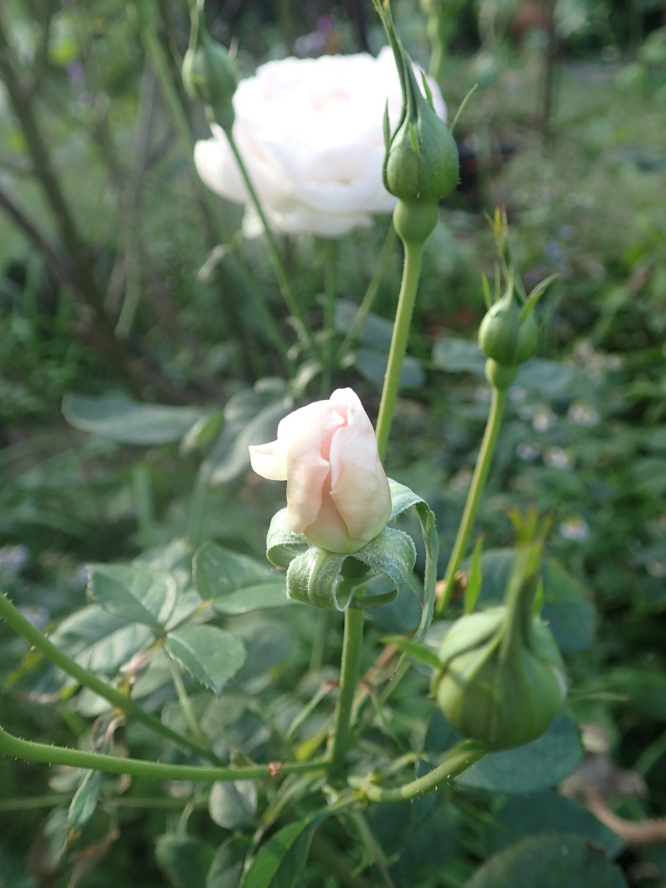 PB171117.JPG