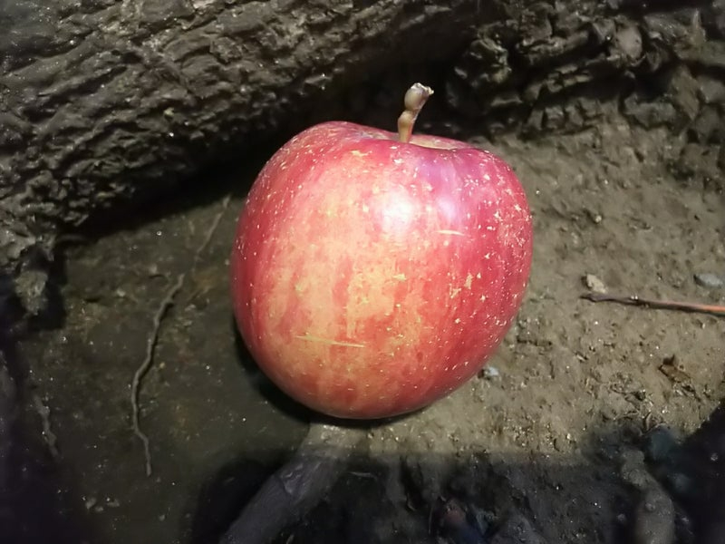 林檎2.jpg