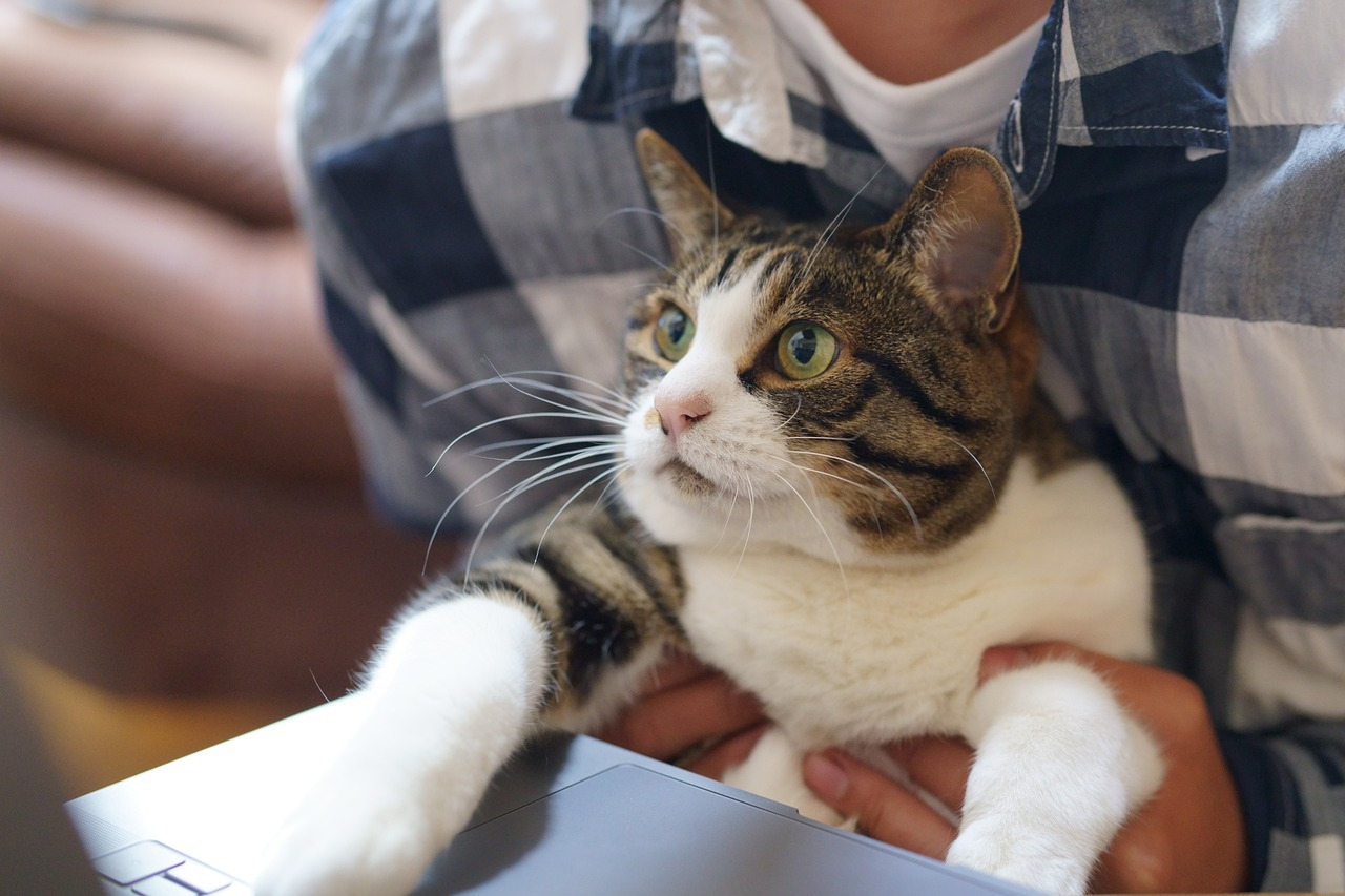 cat-5331883_1280.jpg