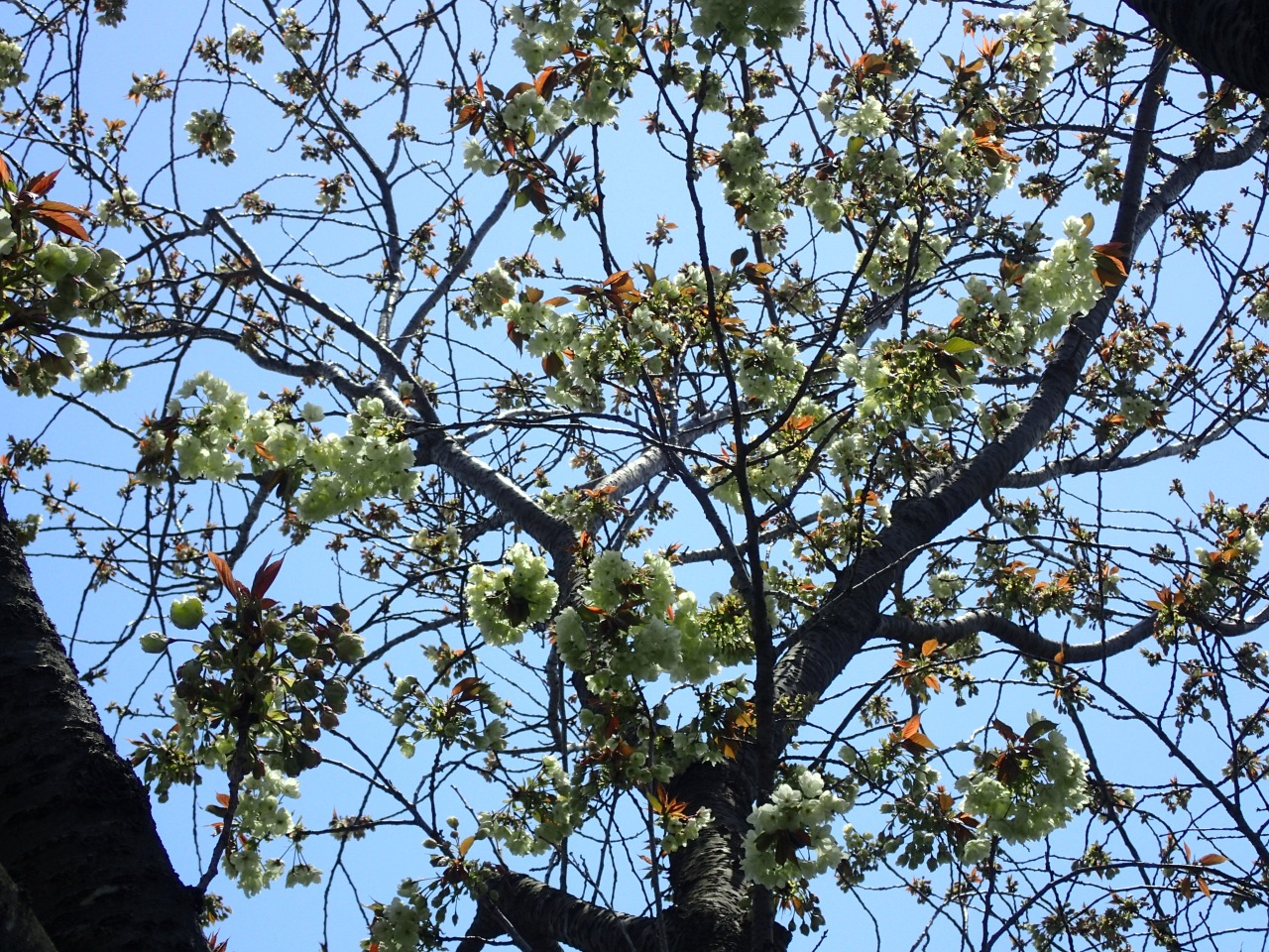 P4130011.JPG