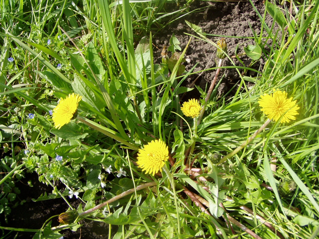 P1010017.JPG