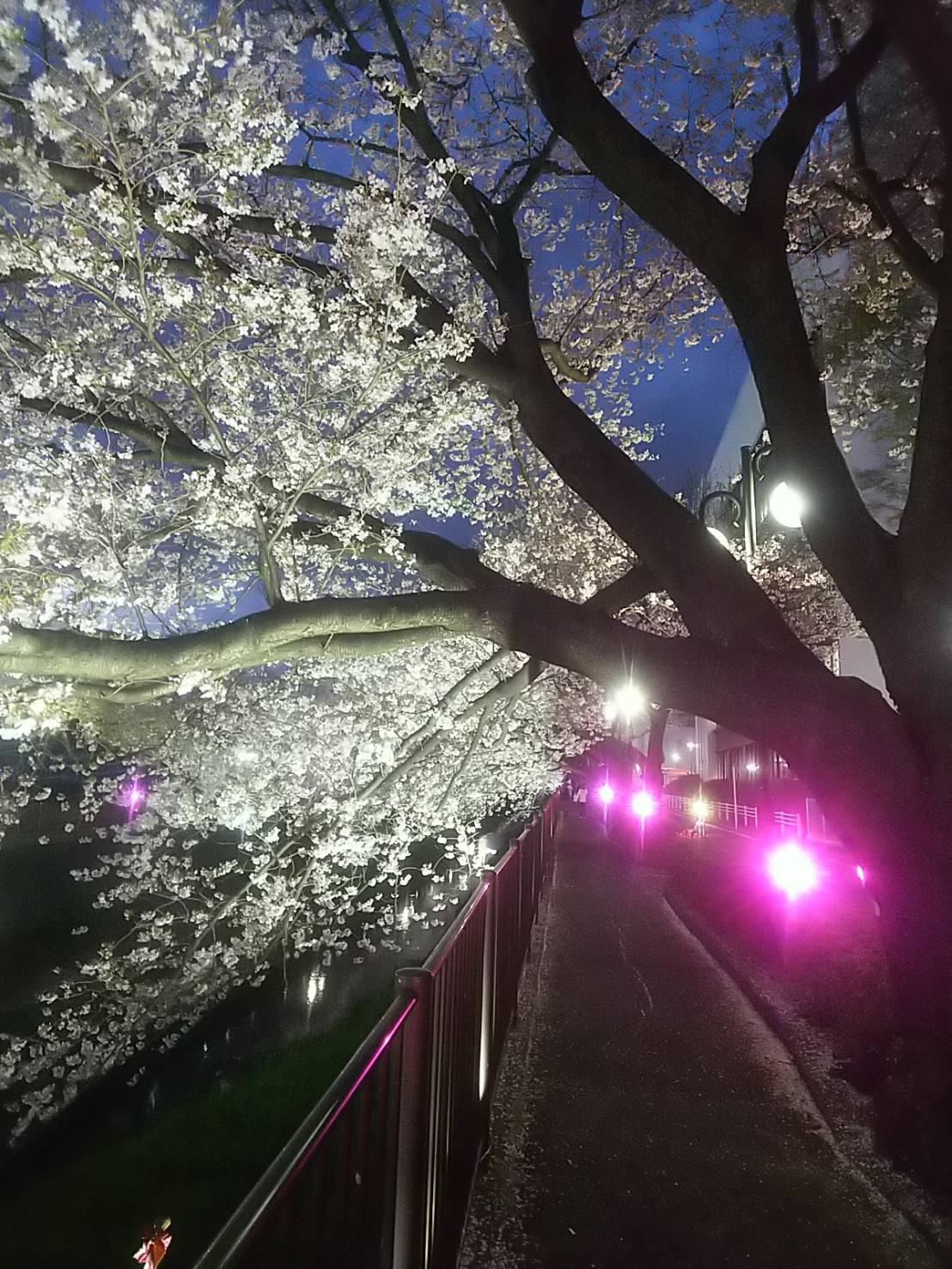 2023年桜（三沢川）25.jpg