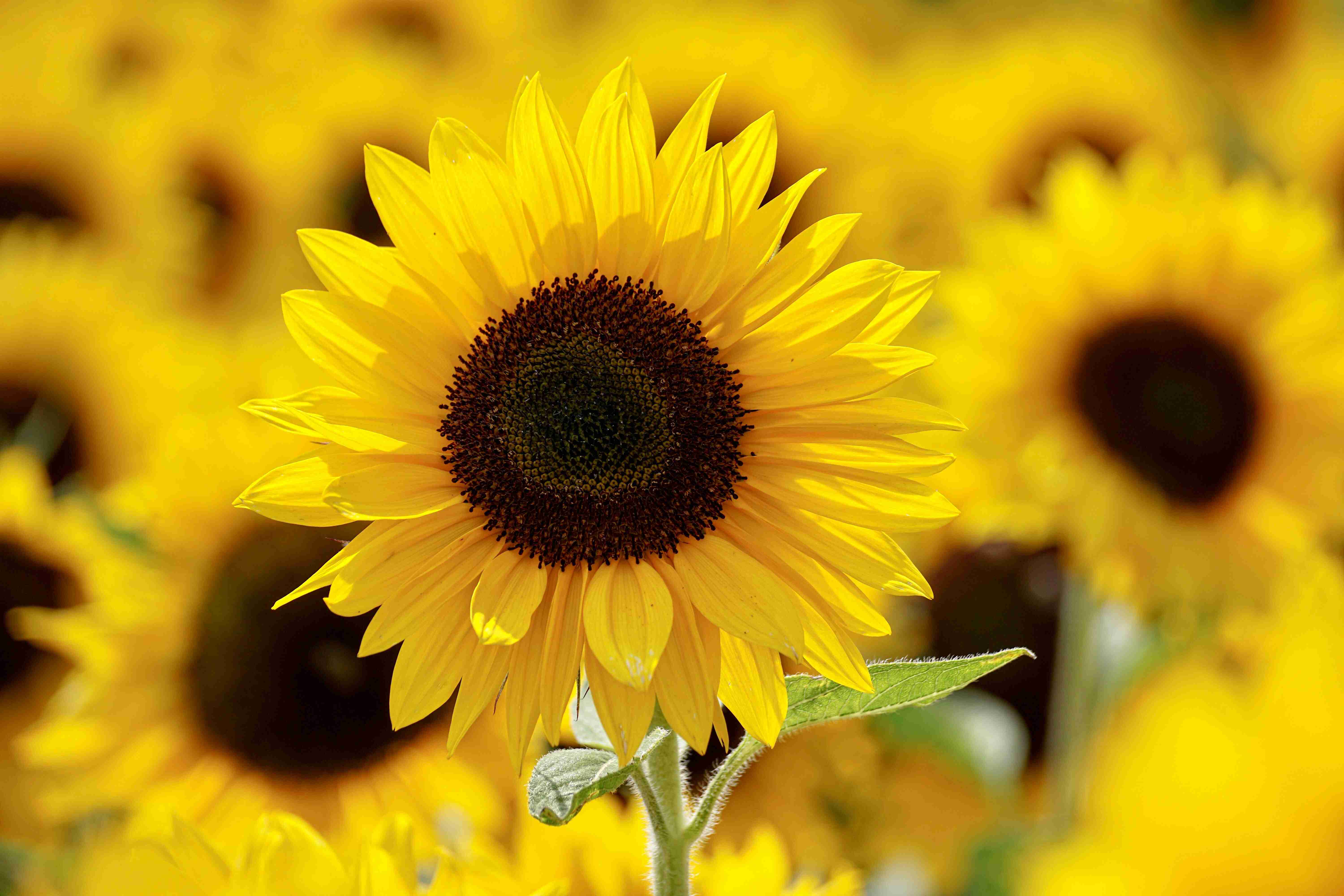 shallow-focus-photography-of-yellow-sunflower-field-under-1169084.jpg
