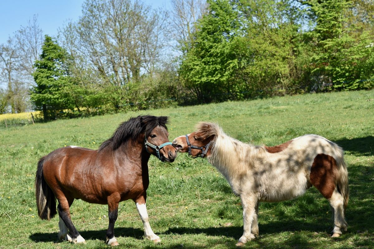 shetland-ponies-5053379_1280.jpg