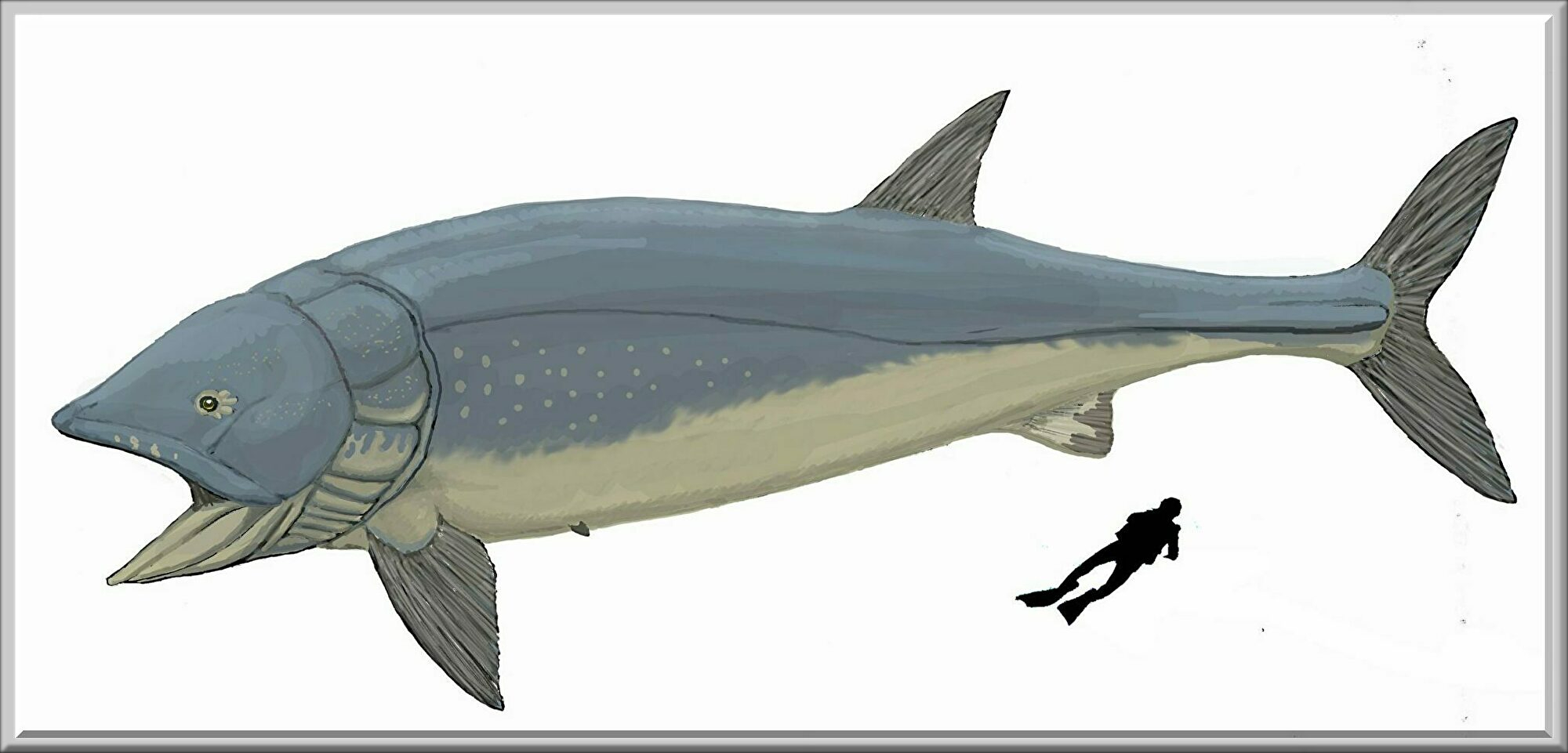 Leedsichthys_problematicus-1-scaled.jpg