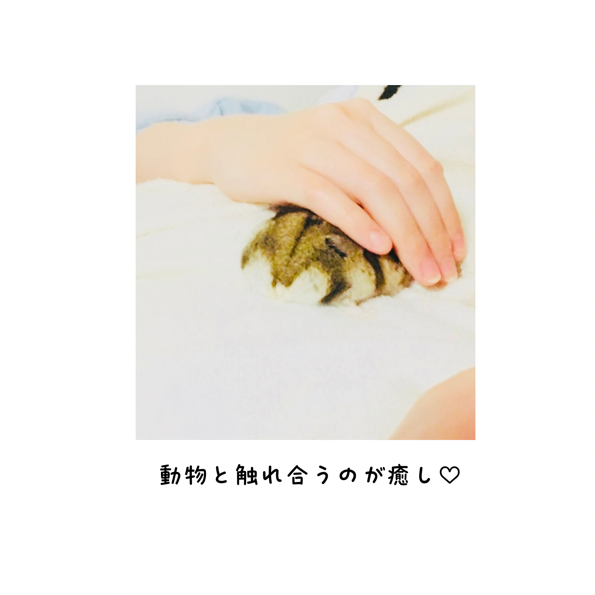 動物と触れ合うのが癒し♡ (1).png